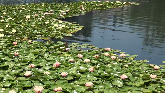 湖中的睡莲叶视频素材