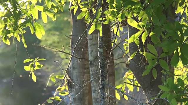 佐治亚州奥克弗诺基在树上晒太阳视频素材