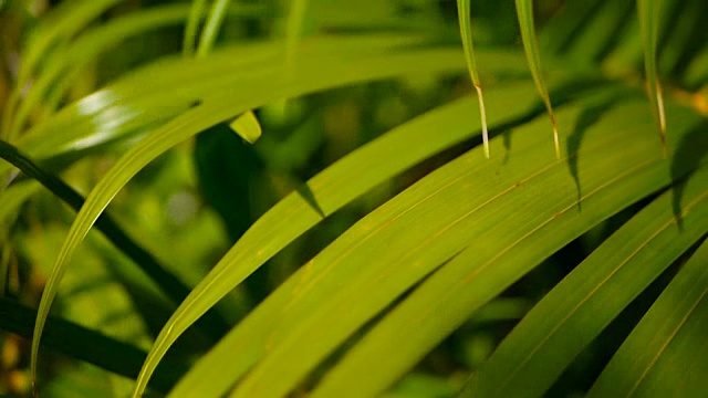 用阳光模糊热带绿色棕榈叶，用散景抽象自然背景。散焦郁郁葱葱的树叶视频素材