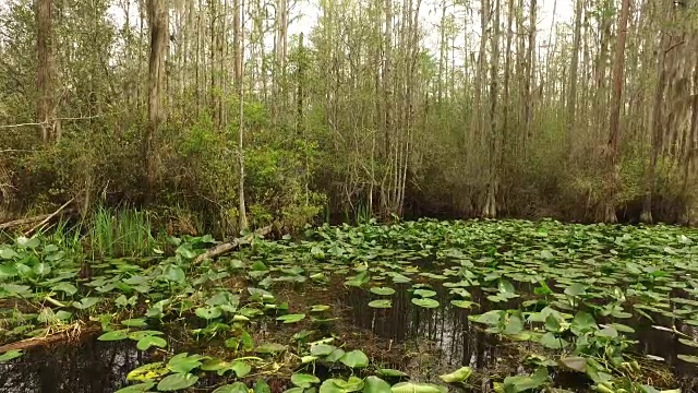 佐治亚州奥克弗诺基睡莲在水上视频素材