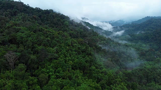 4k鸟瞰图和移动摄影在考索国家公园薄雾热带雨林。视频素材