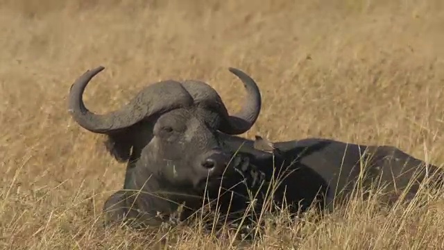 肯尼亚马赛马拉野生动物保护区的Cape buffalo视频素材