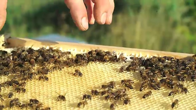 养蜂人抱着一个装满蜜蜂的蜂巢。视频素材