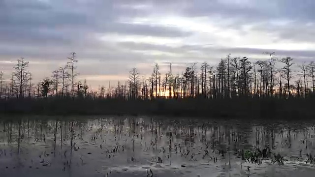 佐治亚州奥克弗诺基在柏树外的夕阳下视频素材