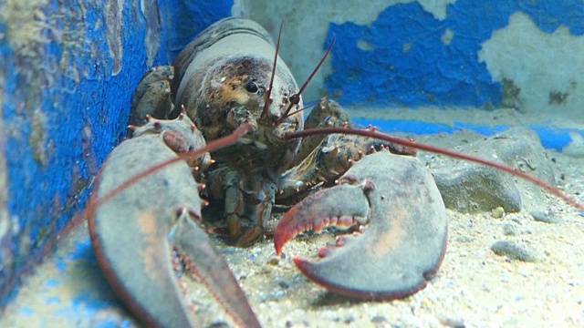 水族馆中的欧洲龙虾(科孚岛)视频素材