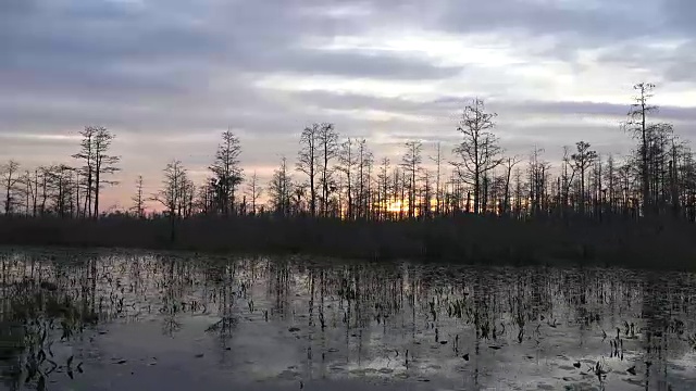 佐治亚州奥克弗诺基的太阳在沼泽中接近地平线视频素材