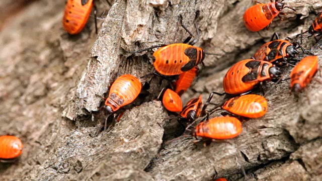 床虫(ÐNÐ³rhocoris apterus)视频素材