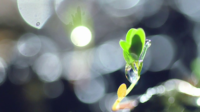 植物在黑暗中生长视频素材