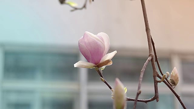 淡淡的春风中，粉红色的玉兰在树上开满了花。景深浅。视频素材