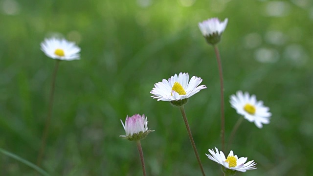 野花草地。雏菊和三叶草合拢视频素材