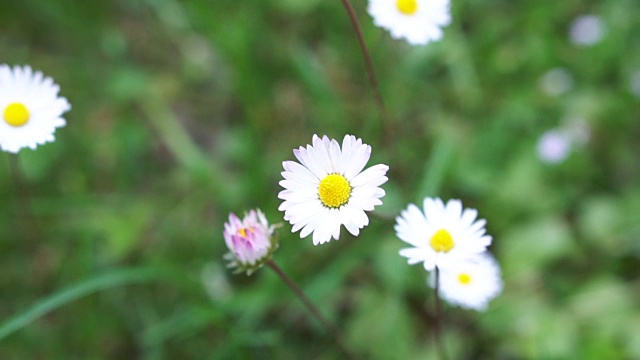 野花草地。雏菊和三叶草合拢视频素材