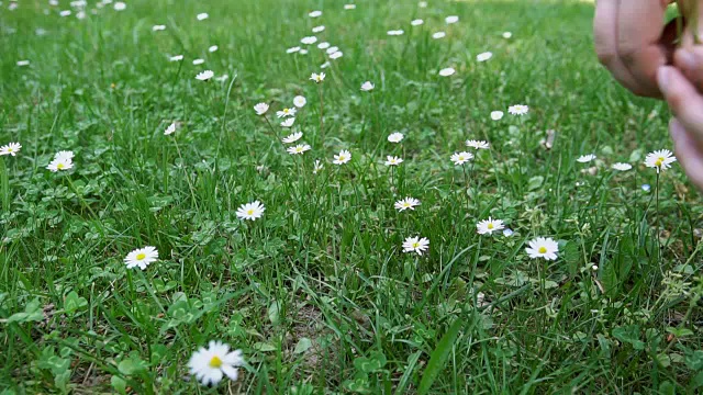 野花草地。雏菊和三叶草合拢视频素材