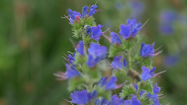 野蜂和蚂蚁在毒蛇的蜂瓣上采集花粉，慢镜头视频素材