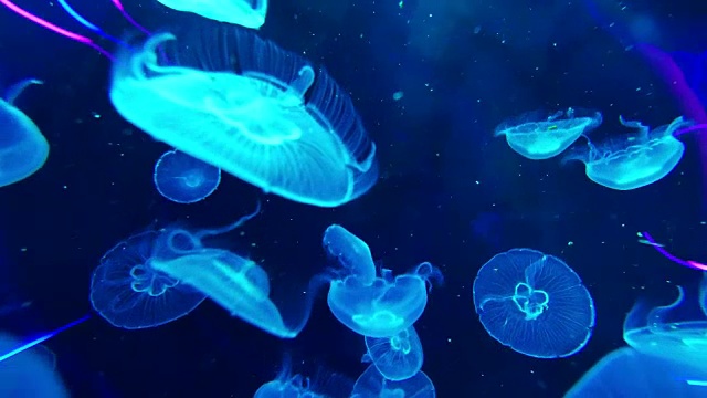 4K月亮水母水族馆视频素材