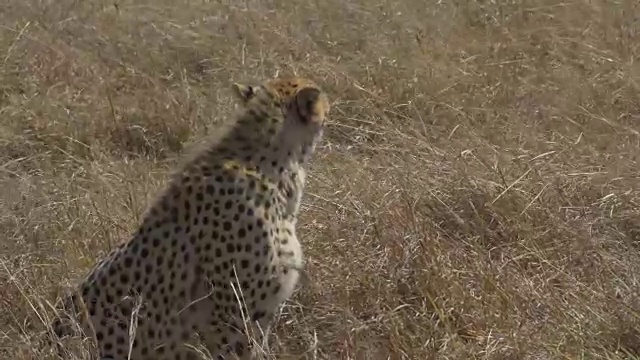 一只猎豹在肯尼亚马赛马拉野生动物保护区散步，然后坐在那里视频素材