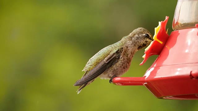 蜂鸟视频下载