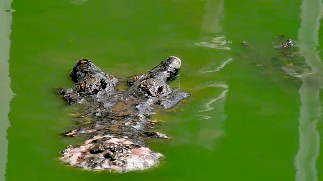 鳄鱼在绿色的沼泽水里游泳视频素材