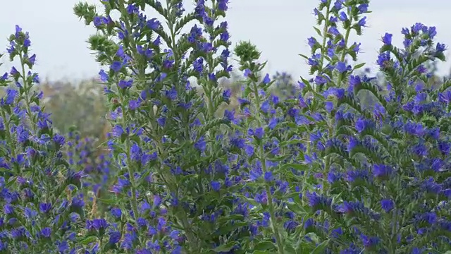 野蜂在野花上采集花粉(蝰蛇的蜂鸣)，慢镜头视频素材