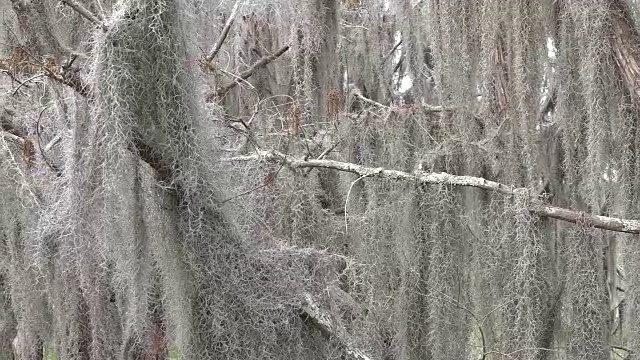 乔治亚·奥克弗诺基在西班牙苔藓盘里视频素材