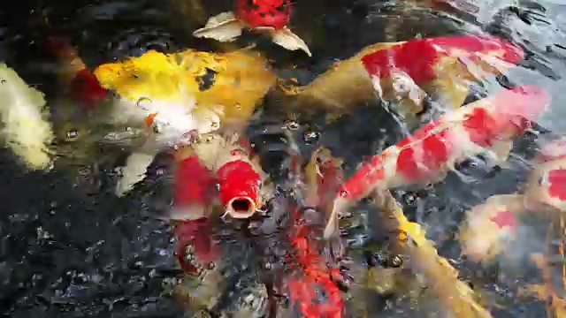 鱼视频素材