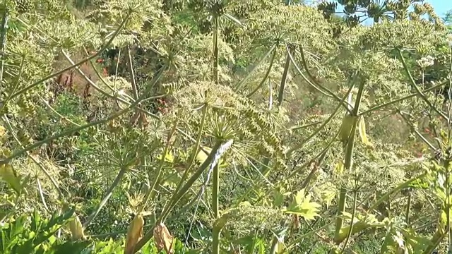 药用植物赫拉克勒斯开花视频素材