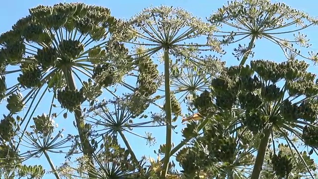 药用植物赫拉克勒斯开花视频素材