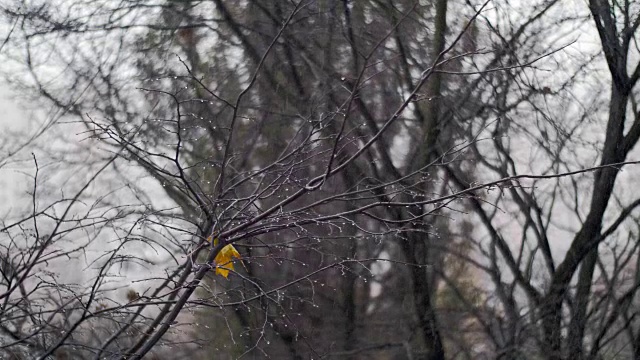 秋雪下光秃秃的树，最后一片叶子视频素材