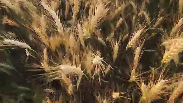 大麦在夏末的午后在田间成熟，晚霞背光，浅埋在田间视频素材