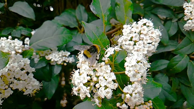 蜜蜂、黄蜂、大黄蜂在花上，慢镜头飞行，特写镜头，为花授粉，春天来了，自然保护可持续的理念视频素材