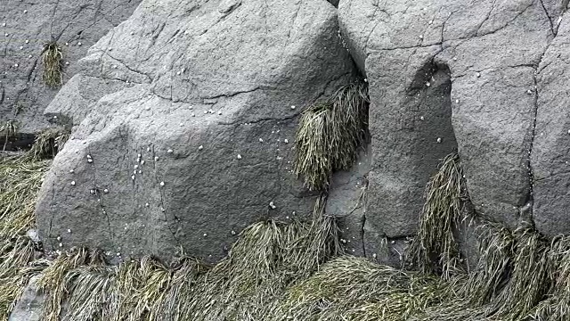 天然海草和岩盘视频素材