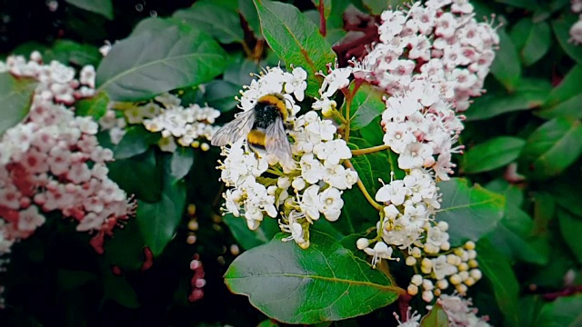 蜜蜂、黄蜂、大黄蜂在花上，慢镜头飞行，特写镜头，为花授粉，春天来了，自然保护可持续的理念视频素材