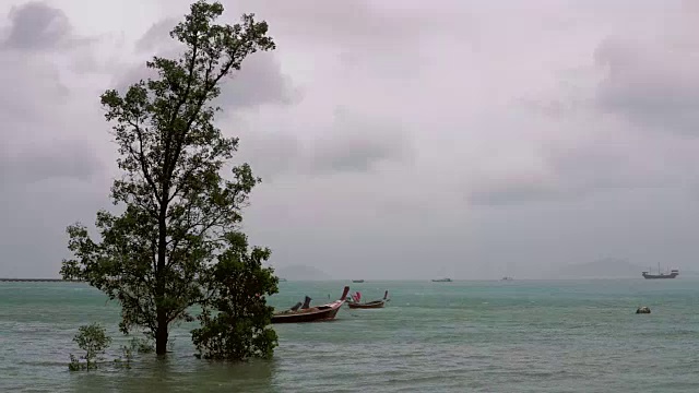 泰国雨季的红树林视频素材