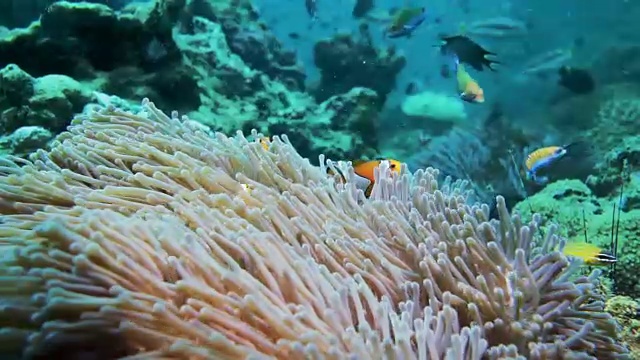 水下小丑鱼清理海葵视频素材