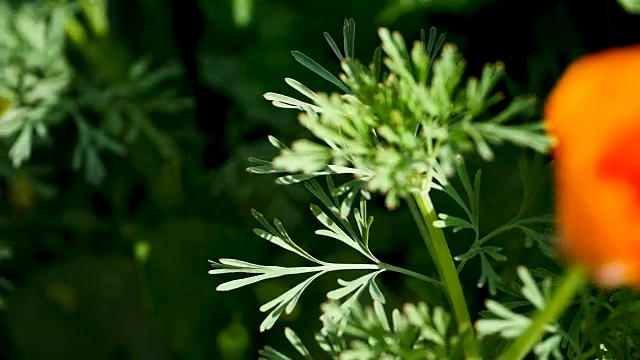 花园里开着黄色的花视频素材