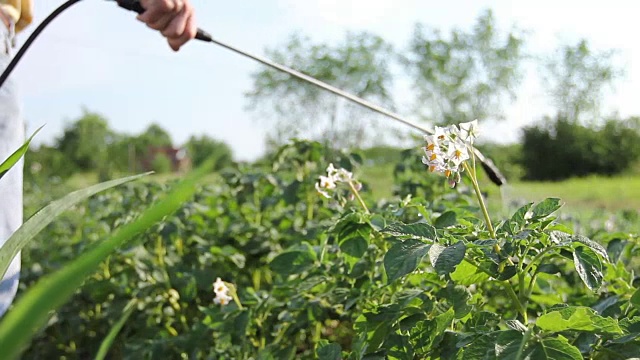 农夫用喷雾器撒土豆，成排的土豆开花视频素材