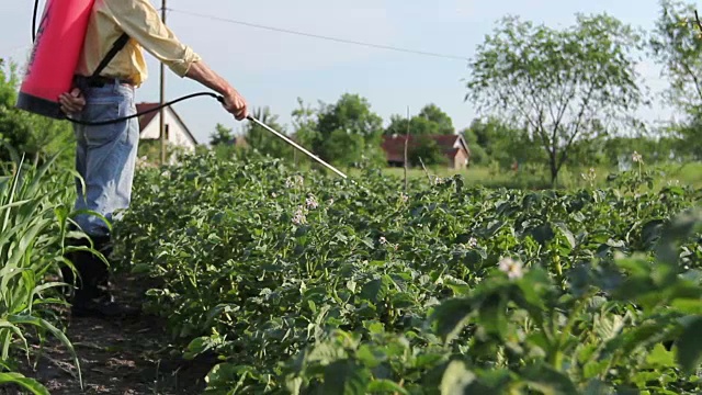 农夫用喷雾器撒土豆，成排的土豆开花视频素材