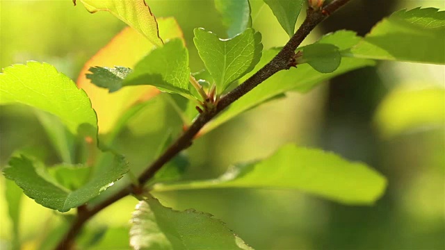 春天大自然。新鲜的绿叶微距拍摄视频素材