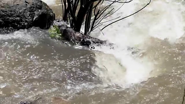 热带森林中一条小河中水流的缓慢运动。视频素材