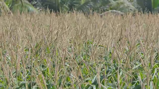 花的玉米视频素材