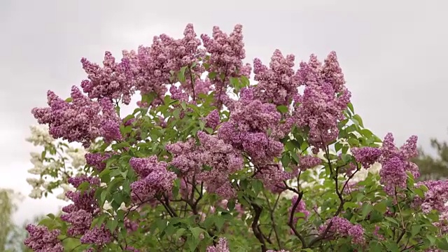 特写美丽的丁香花和叶子。视频素材