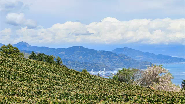 静冈县Nihondaira的绿茶农场，背景是惠山视频素材