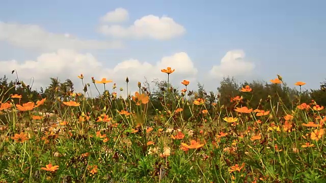 花在花园里盛开视频素材