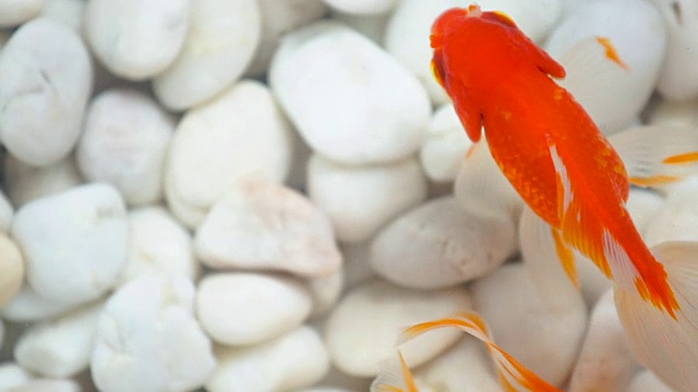 顶视图金鱼游泳在水族馆与白色的岩石石头的背景视频素材