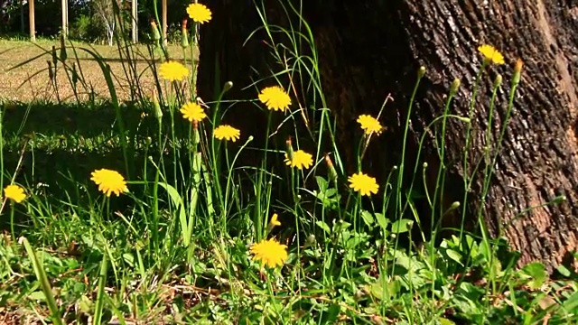 花在花园里盛开视频素材