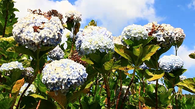 花在花园里盛开视频素材