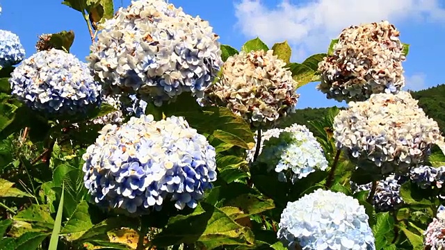 花在花园里盛开视频素材