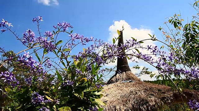 花在花园里盛开视频素材