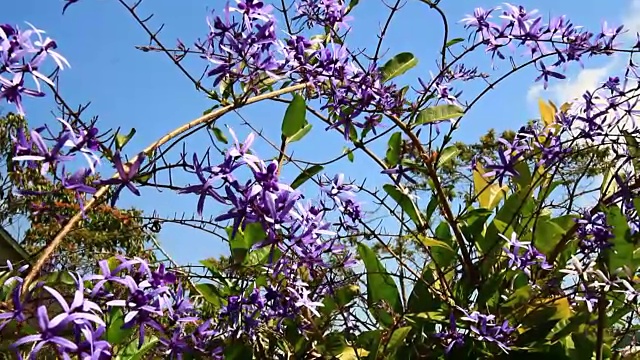 花在花园里盛开视频素材