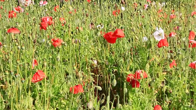 花在花园里盛开视频素材