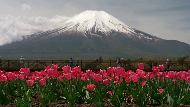 富士山上盛开的粉红色郁金香视频素材